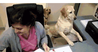 helperdogs