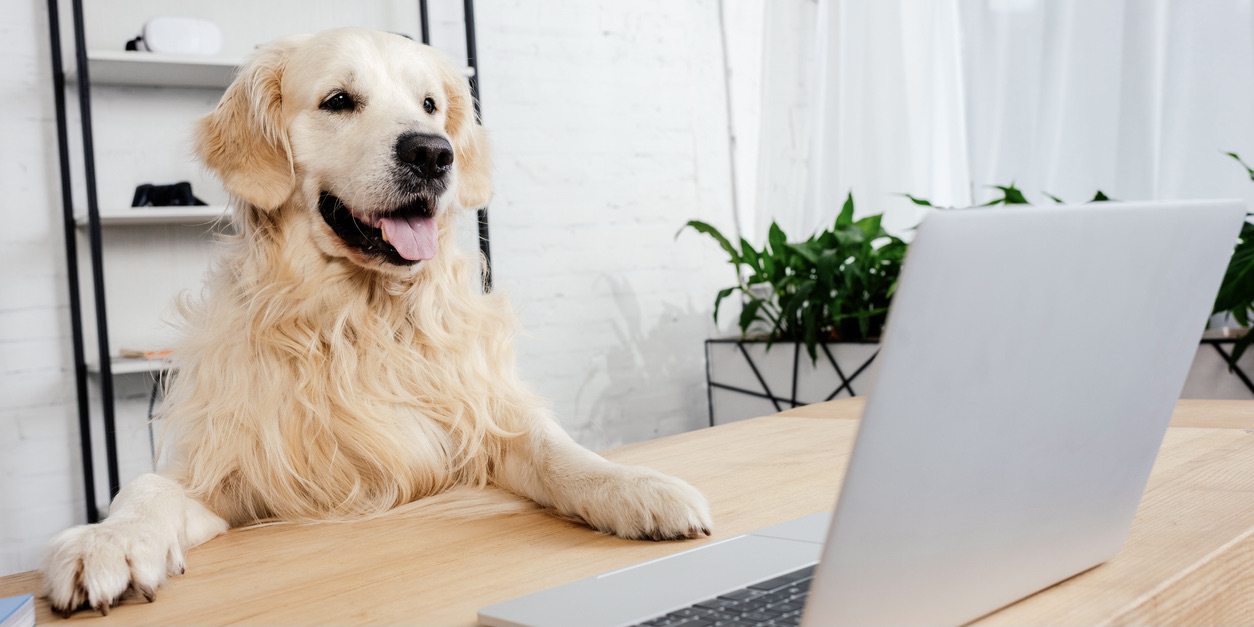 4 Things Dogs Can Teach Us About Franchise Entrepreneurship